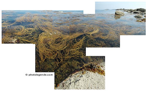 Les algues au bout de Callot