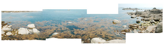 Les algues au nord de l'île Callot