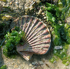 coquille saint-jacques : pas la taille réglementaire !