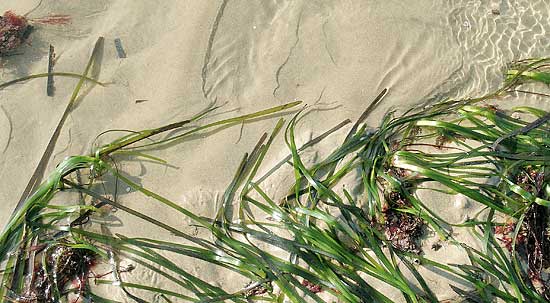 Pêche à pied dans les herbiers de Carantec