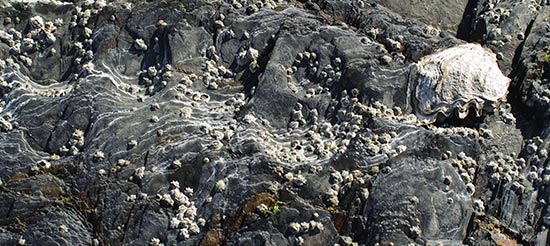 Les rochers de Plougastel