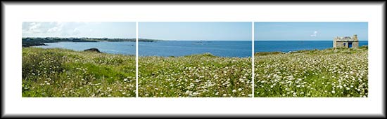 les fleurs sur la dune et le corps de garde de la batterie de Lanildut