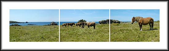 les chevaux postiers bretons sur les dunes de Porspoder
