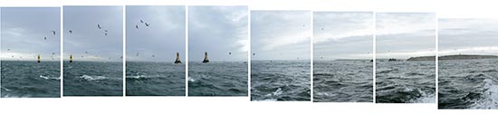 Vols de fous de bassans au passage du phare de la Vieille dans le raz de Sein
