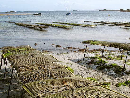 les huîtres de l'île de Sein