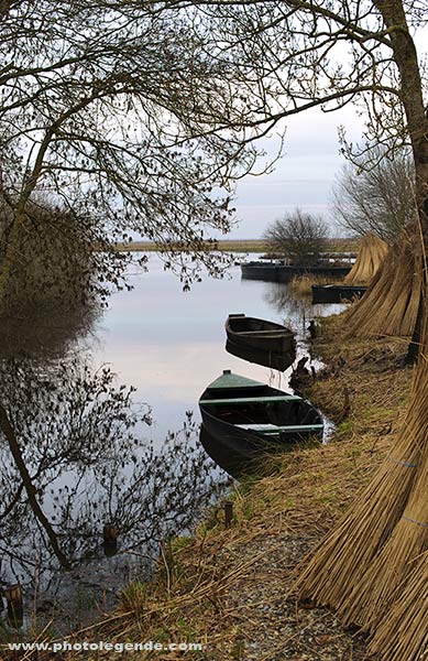 Dans le marais de Brière