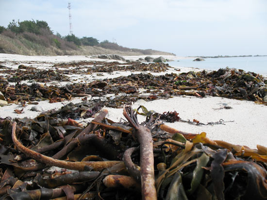 Algues brunes à Beg-Meil