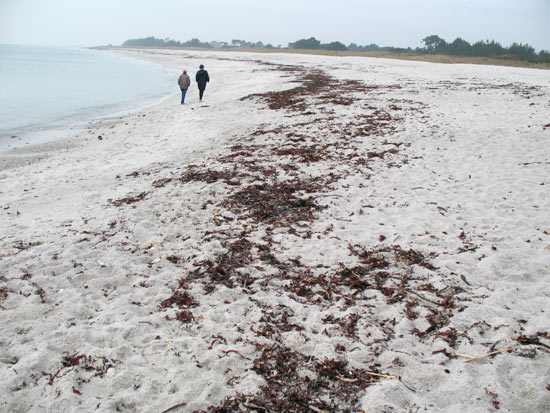 Laisses de mer à Beg-Meil