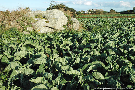 Rochers dans les champs de chou-fleur de Plouescat