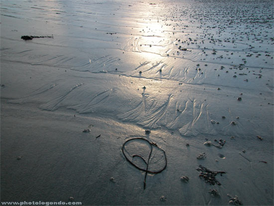 Une algue échouée dessine une arabesque sur le sable