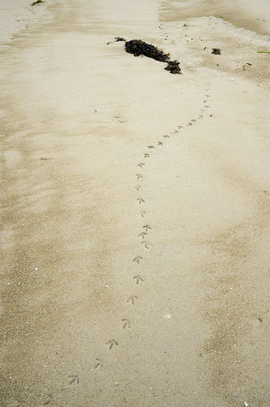 Traces de pas dans le sable