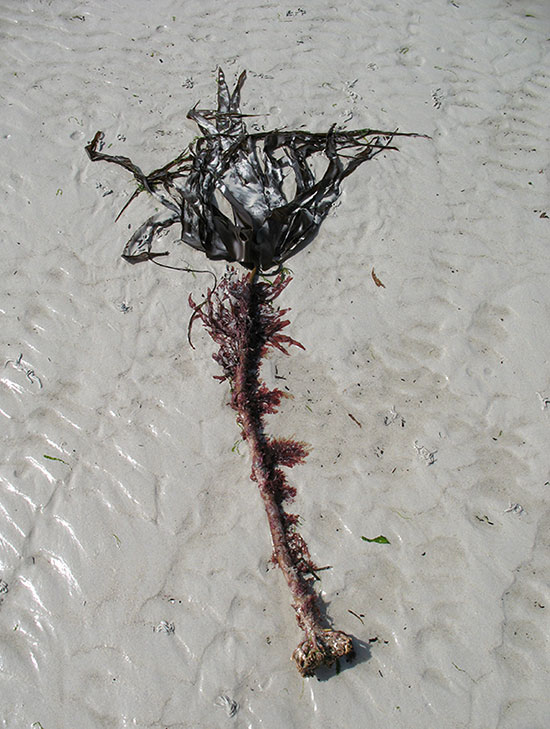 algues échouées sur le sable