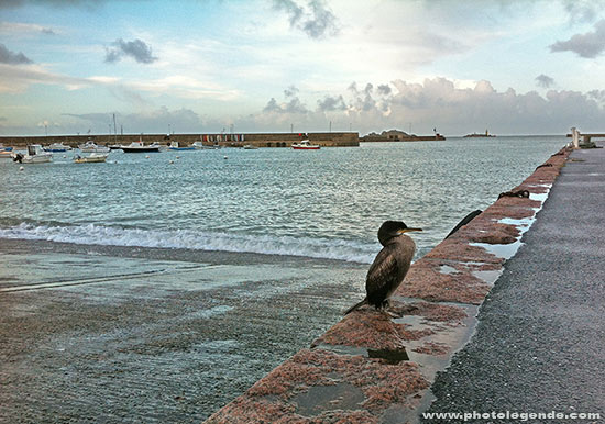 Cormoran sur le quai