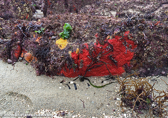 Rochers colorés à marée basse