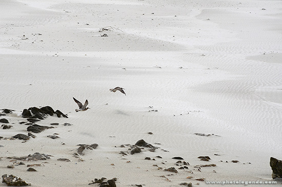 Un couple de courlis s'envole sur la plage