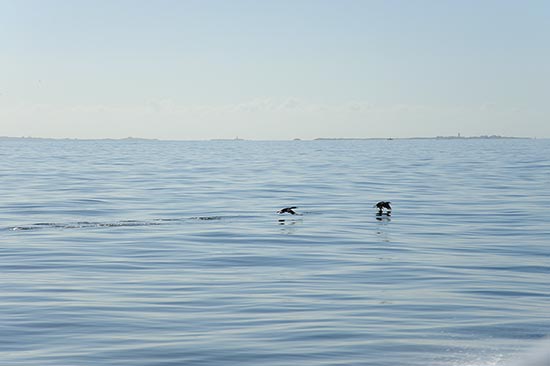 île mystère