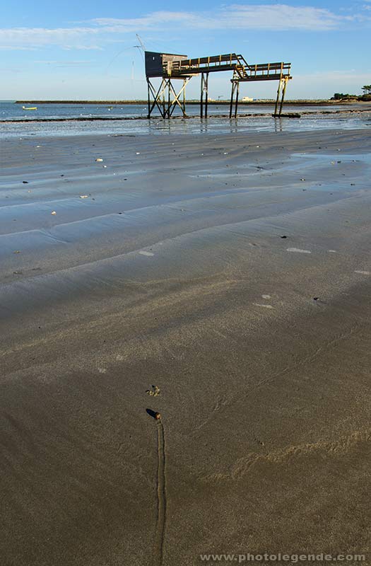 Bigorneau des sables à La Plaine-sur-Mer